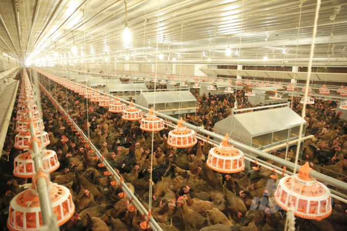 Trang trại nuôi gà bố mẹ được trang bị hiện đại của Công ty TNHH Giống gia cầm Minh Dư. Ảnh: Vũ Đình Thung.