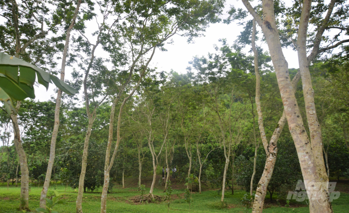 Vườn sưa của gia đình ông Thắng hiện có hơn 2.000 cây với nhiều lứa tuổi khác nhau. Ảnh: Đào Thanh.