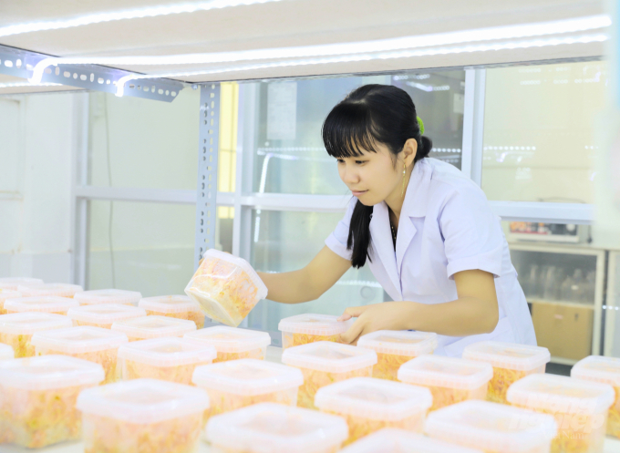 Sản xuất nấm đông trùng hạ thảo tại trường Đại học Trà Vinh. Ảnh: Minh Đảm.
