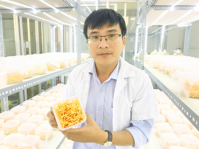 Thạc sỹ Nguyễn Ngọc Trai giới thiệu nấm đông trùng hạ thảo sản xuất trên nền cơ chất gạo lứt huyết rồng. Ảnh: Minh Đảm.