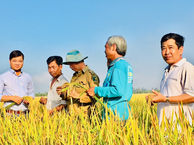 Dự án VnSAT giúp nông dân ĐBSCL gia tăng hiệu qủa sản xuất lúa gạo. Ảnh: Minh Đãm.