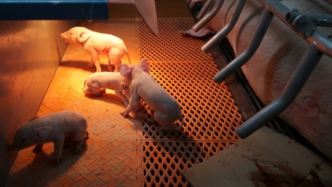 Dây chuyền chăn nuôi lợn của doanh nghiệp Kim Tân Nông ở Thâm Quyến đã đầu tư 24 triệu USD cho hai trang trại lợn 5 tầng khép kín. Ảnh: Reuters