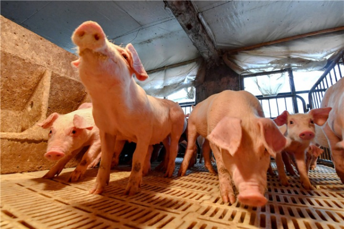 Nhiều doanh nghiệp chăn nuôi ở Trung Quốc áp dụng mô hình nuôi lợn trong các tòa nhà cao tầng nhằm giảm lãng phí tài nguyên đất và nâng cao khả năng quản lý. Ảnh: Xinhua