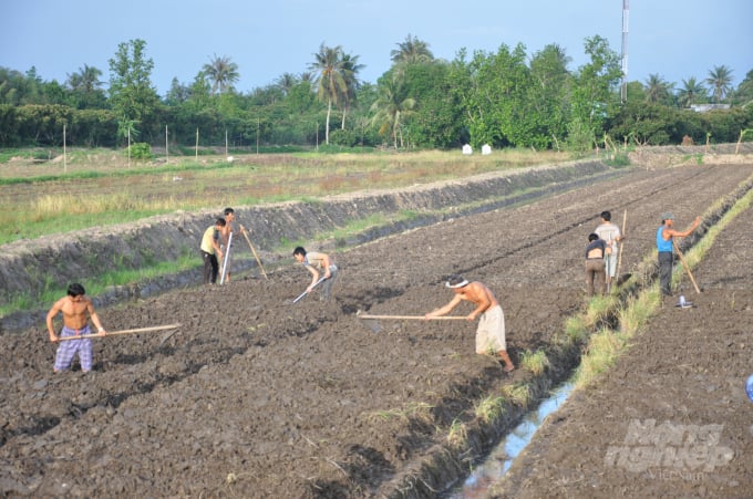 Cải tạo đất phèn ở vùng đất trũng trồng khoai lang ở tỉnh Vĩnh Long. Ảnh: Hữu Đức.
