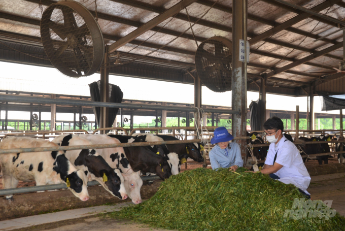 Nhiều doanh nghiệp, tập đoàn lớn đã đầu tư vào phát triển bò sữa ở Tuyên Quang, khiến ngành bò sữa nơi đây phát triển cả số lượng và chất lượng. Ảnh: Đào Thanh.