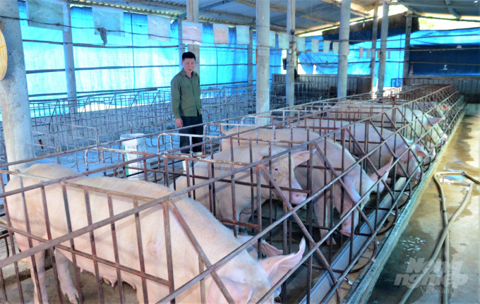 Các tập đoàn, doanh nghiệp lớn đầu tư vào Tuyên Quang giúp người dân nơi đây học được cách ứng dụng kỹ thuật tiên tiến vào quy trình chăn nuôi cũng như cách chăm sóc, phòng trừ dịch bệnh. Ảnh: Đào Thanh.