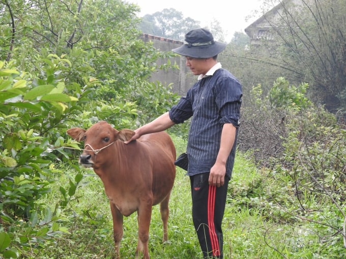 Một con bê giống được Agribank Hà Tĩnh II hỗ trợ cho nông dân vùng lũ huyện Cẩm Xuyên. Ảnh: Thanh Nga.