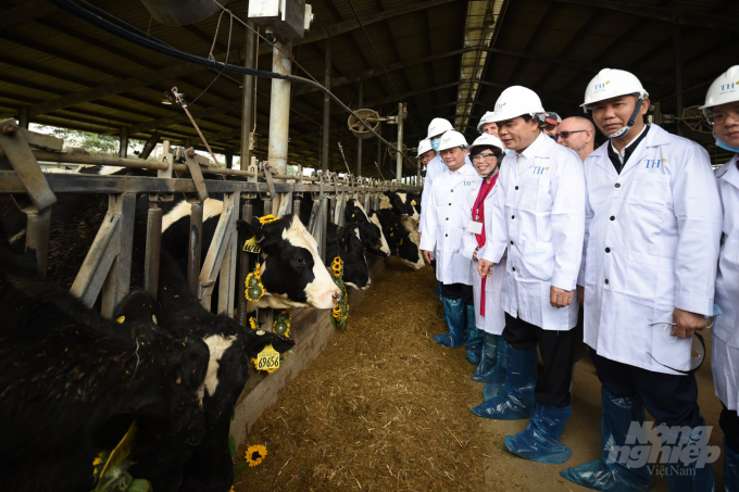 Bộ trưởng Nguyễn Xuân Cường cùng bà Thái Hương đón đợt bò Mỹ về trang trại ở Nghệ An đầu năm 2020. Ảnh: Tùng Đinh.