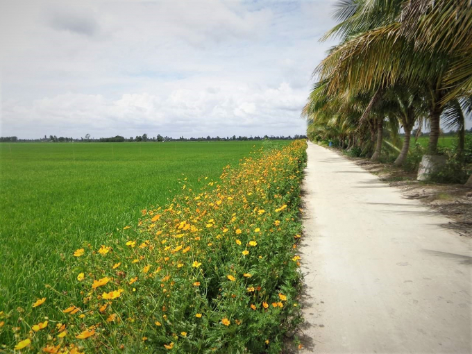 Mô hình ruộng lúa bờ hoa, một giải pháp tiếp cận hài hòa, bền vững trong sản xuất lúa. Ảnh: LHV.