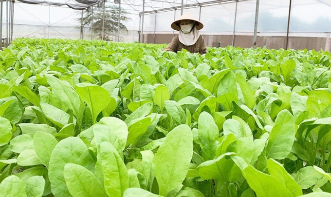 Sản xuất rau thủy canh theo công nghệ cao ở tỉnh Quảng Ninh. Ảnh: Nhóm PV Đông Bắc.