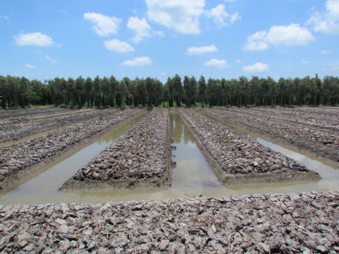 Lên liếp trồng hồ tiêu trên đất phèn, một giải pháp vận dụng hài hòa trong sản xuất vùng phèn, mặn ĐBSCL. Ảnh: Phan Văn Tâm.