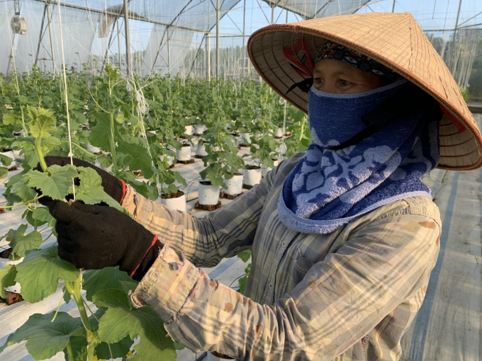 Quá trình trồng thử nghiệm giống dưa lưới Nhật tại TX Đông Triều (Quảng Ninh) bước đầu đem lại hiệu quả cho người dân. Ảnh: Anh Thắng.