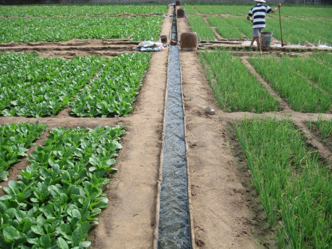 Tưới kết hợp bón phân trên đất cát, một giải pháp tiếp cận thông minh giúp tiết kiệm nước tưới, giảm chi phí sản xuất. Ảnh: Nguyễn Văn Bộ.