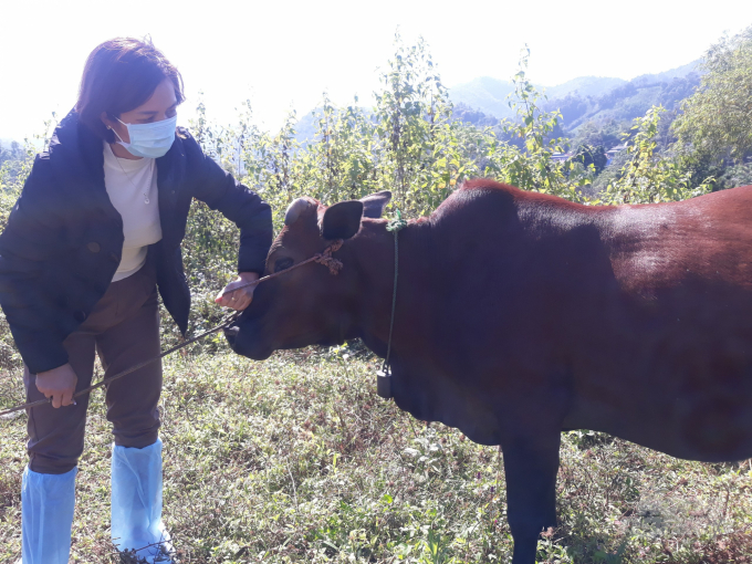 Cán bộ chuyên môn của tỉnh Bắc Kạn kiểm tra bò bị mắc bệnh Viêm da nổi cục. Ảnh: Toán Nguyễn.