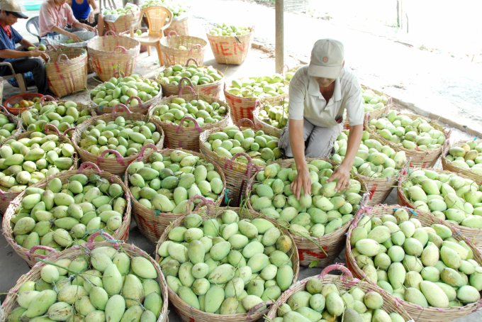 TP Cần Thơ có tổng diện tích trồng cây ăn trái gần 20.000ha đang phát triển theo hướng an toàn chất lượng. Ảnh: Lê Hoàng Vũ.