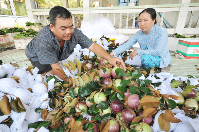 Để phát triển cây ăn trán bền vững, ngành nông nghiệp TP Cần Thơ đã tích cực hướng dẫn, hỗ trợ nông dân sản xuất theo các quy VietGAP, đảm bảo chất lượng và an toàn vệ sinh thực phẩm. Ảnh: Lê Hoàng Vũ.