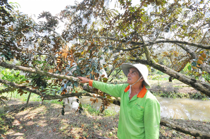 Mấy năm nay nông dân trồng cây ăn trái ở TP Cần Thơ đang hướng đến sản xuất chất lượng gắn với liên kết doanh nghiệp bao tiêu đầu ra sản phẩm đầu ra. Ảnh: Lê Hoàng Vũ.