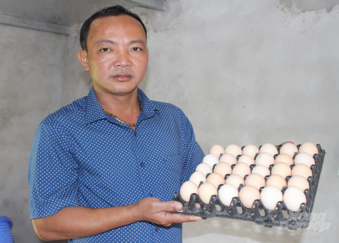 Mỗi ngày gia đình anh Phúc thu về hơn 16.000 quả trứng sạch. Ảnh: Mai Chiến.
