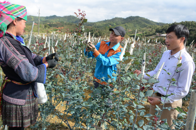 Tăng Văn Thuận (giữa) đang hướng dẫn cách chụp bao hoa cho người làm thuê