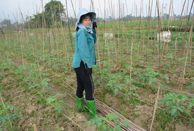 Bà Hoàng Thị Hiên bắc giàn cho ruộng cà chua ghép đang lên xanh tốt.