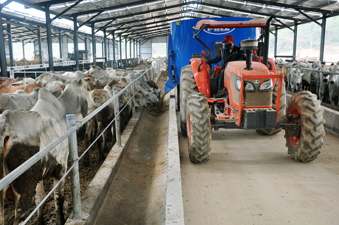 chăn nuôi bò thịt và bò giống kiểu Úc cho hiệu quả cao của Công ty CP Phú Lâm. Ảnh: Đông Bắc.