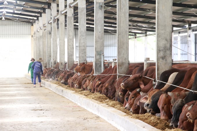 Trang trại bò sữa tại Cần Thơ  Bước phát triển nâng tầm chiến lược