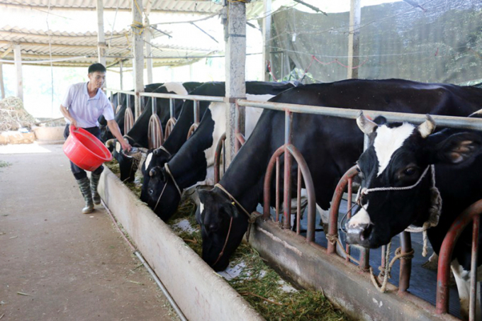 Chăn nuôi bò sữa ở TX Đông Triều (Quảng Ninh). Ảnh: Nhóm PV Đông Bắc.