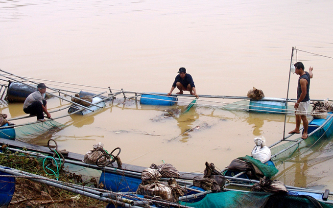 Thủy sản, chăn nuôi đã bị thiệt hại nặng nề do mưa lũ tại các tỉnh miền Trung. Ảnh: TL