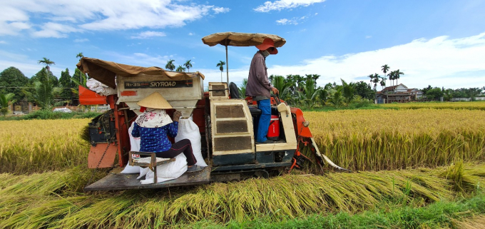 Đến năm 2025 Ninh Thuận sẽ chuyển 6.815 ha lúa 3 vụ sang 2 vụ/năm.