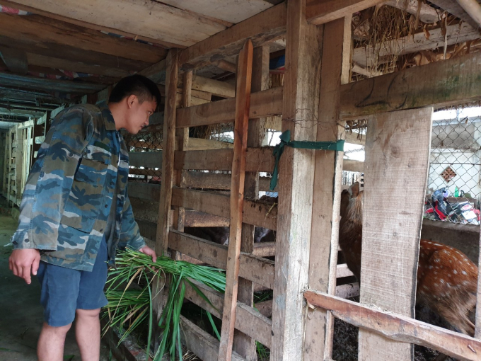 Trang trại chăn nuôi hươu quy mô gần 100 con của hộ anh Tú mỗi năm thu lợi nhuận gần 500 triệu đồng. Ảnh: Thanh Nga.
