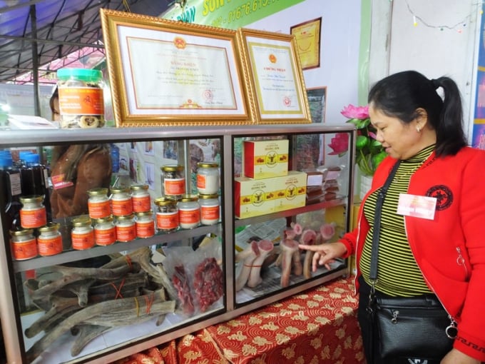 Huyện Hương Sơn đang đẩy mạnh chế biến sâu các sản phẩm từ nhung hươu nhằm nâng cao giá trị gia tăng. Ảnh: Thanh Nga.