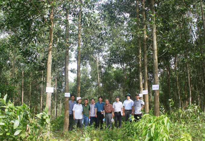 Bộ NN-PTNT chỉ đồng ý trình Thủ tướng phê duyệt chuyển đổi diện tích 3.325ha rừng, chiếm 1,81% tổng diện tích đề xuất của các địa phương, doanh nghiệp. Ảnh: IFTIB.