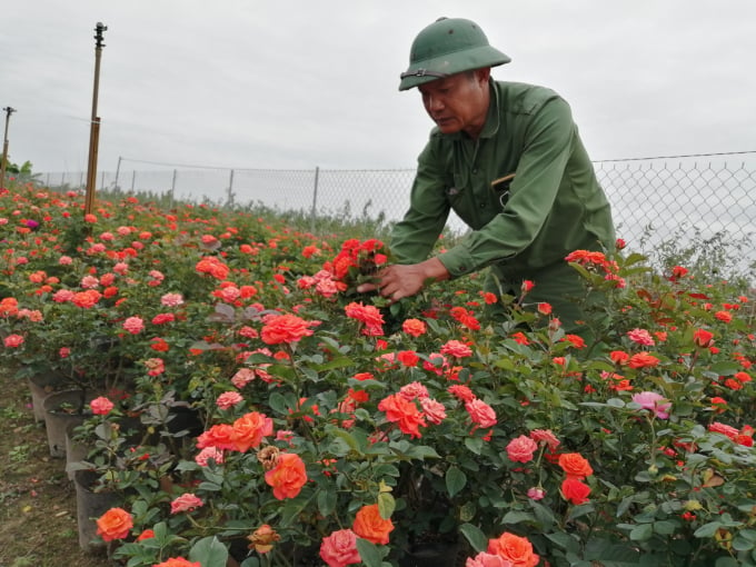 Nhiều người trồng hoa ở Mê Linh chuyển mạnh sang trồng hoa vào bầu, chậu. Ảnh: Trung Quân