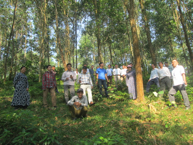Trong những năm qua diện tích rừng tự nhiên của Việt Nam liên tục tăng từ năm 2011 tới nay. Ảnh: IFTIB.