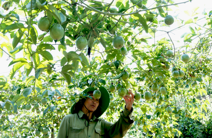 Nhiều hộ dân ở Sơn La thoát nghèo nhờ liên kết với doanh nghiệp Nafood trồng chanh leo. Ảnh: Minh Phúc.