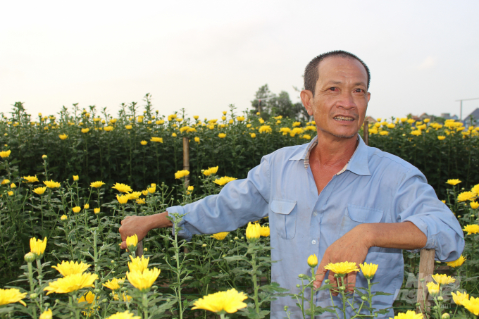 Nhờ chuyển đổi sang trồng hoa cúc, gia đình ông Tường (xã Mỹ Tân) khấm khá hơn. Ảnh: Mai Chiến.