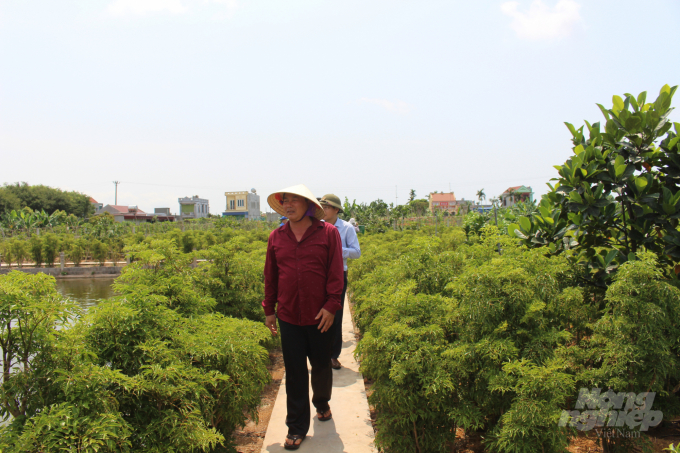 Gia đình ông Bùi Văn Sớm (xã Hải Quang) đổi đời nhờ cây đinh lăng. Ảnh: Mai Chiến.