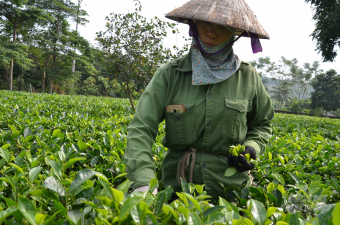 Chị Huyền đang hái chè kiểu một tôm hai lá. Ảnh: NNVN.