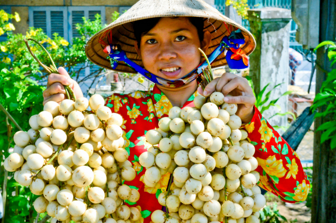 TP Cần Thơ đang tập trung sản xuất cây ăn trái theo hướng bền vững gắn với xuất khẩu. Ảnh: Lê Hoàng Vũ.