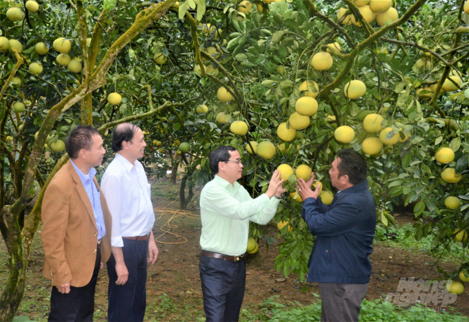 Các đại biểu tham quan mô hình trồng bưởi của người dân ở xã Phúc Ninh, huyện Yên Sơn, tỉnh Tuyên Quang. Ảnh: Đào Thanh.