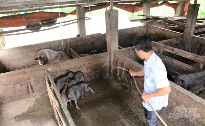 Chăn nuôi lợn bản địa đã giúp nhiều hộ dân ở các tỉnh miền núi phía Bắc có thu nhập khá. Ảnh: Đào Thanh.