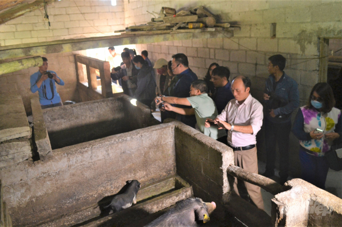 Các đại biểu tham quan mô hình nuôi lợn sinh sản giống bản địa tại huyện Mèo Vạc. Ảnh: Triệu Kế.