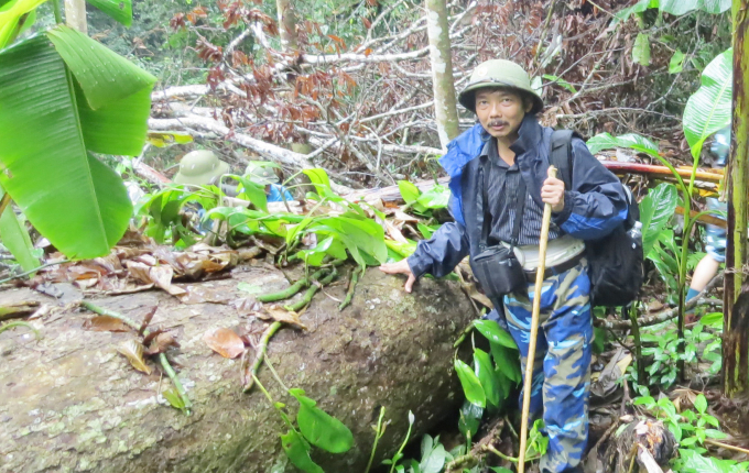 PV Báo NNVN bên một cây gỗ lớn bị cưa hạ tại rừng Hóa Sơn. Ảnh: N. Tâm.