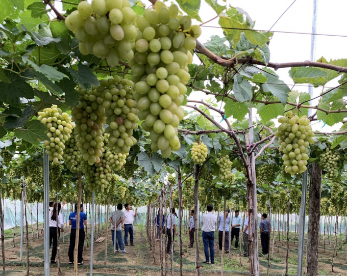 Giống nho mới NH01-152 có nhiều ưu điểm vượt trội so với các giống khác trồng tại xã Phước Thể, huyện Tuy Phong. Ảnh: KS.