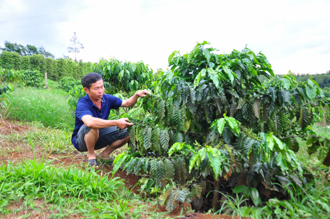 Dự án VnSAT đã góp phần định hình sản xuất sản phẩm cà phê bền vững. Ảnh: Minh Hậu.