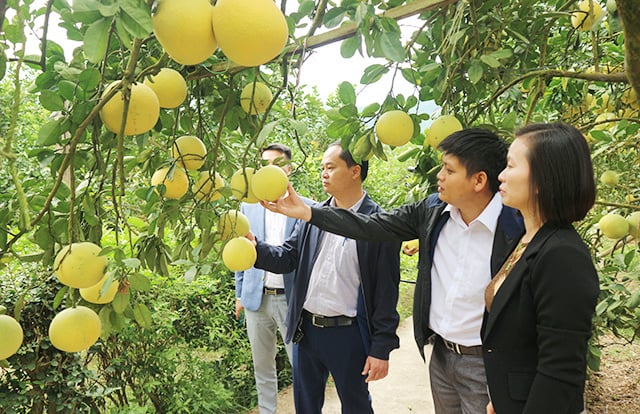 Với gần 300 ha, cây bưởi đã mang lại đời sống mới, diện mạo mới cho xã vùng cao Tràng Xá, huyện Võ Nhai. Ảnh : Đồng Văn Thưởng.