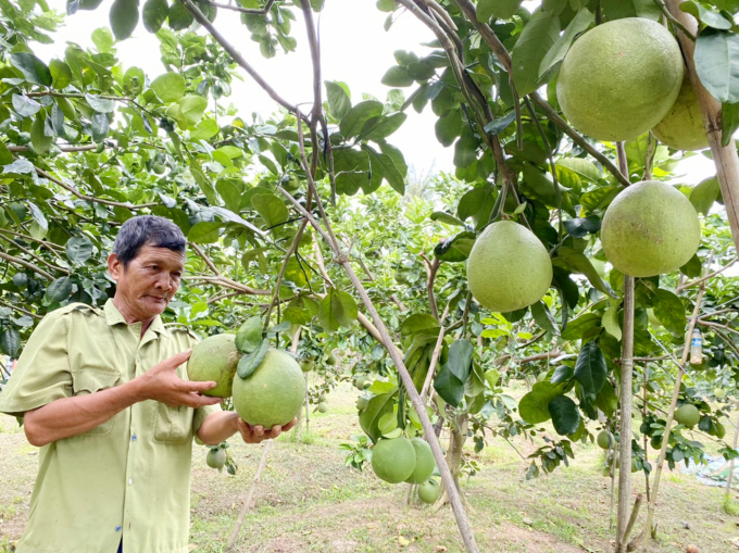 Cây ăn trái là thế mạnh phát triển nông nghiệp ở Đồng Tháp. Ảnh: Lê Hoàng Vũ.