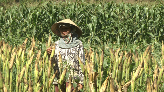 Mô hình trồng nông nghiệp CSA trên cây bắp đem lại năng suất, hiệu quả kinh tế cao cho người dân huyện Đại Lộc. Ảnh: L.K.