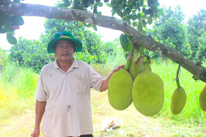 Ông Chánh cho biết, sau 2-3 năm trồng, một cây mít đã cho 2 chục trái, bình quân mỗi trái nặng từ 10-15kg. Ảnh: Phúc Lập.