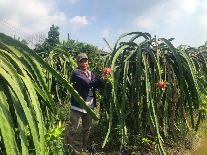 Thủ phủ thanh long về đích trước hạn. Ảnh: Minh Đảm.